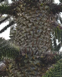 Monkey puzzle tree