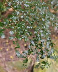Azara microphylla