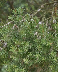 Callistemon rigidus