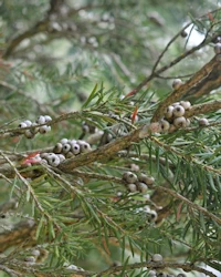 Callistemon rigidus