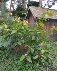 Calycanthus floridus