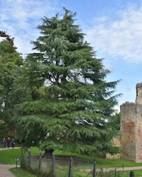Cedrus deodara
