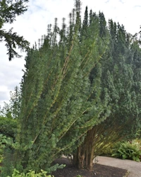 Cephalotaxus fortunei