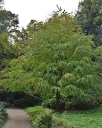 Cercidiphyllum japonicum