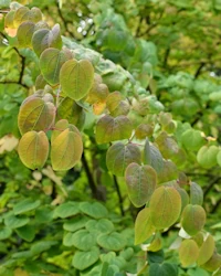 Cercidiphyllum japonicum