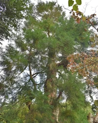 Cryptomeria japonica