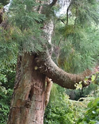 Cryptomeria japonica