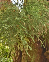 Cryptomeria japonica