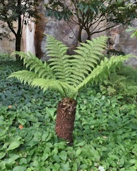 Dicksonia Antarctica