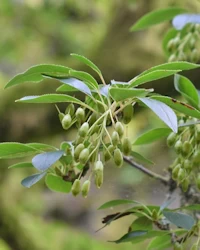 Enkianthus campanulatus