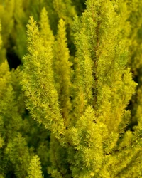 Erica arborea Albert's Gold
