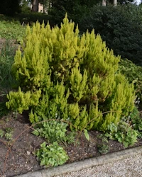 Erica Arborea Alberts Gold