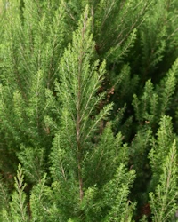 Erica cinerea pallas