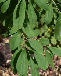Exochorda giraldii
