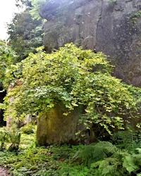 Fagus sylvatica 