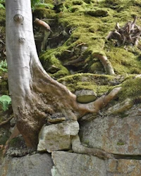Fagus sylvatica 