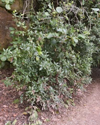 Garrya elliptica
