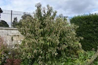 Heptacodium miconioides