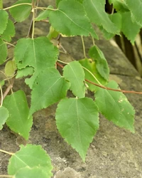Hoheria glabrata