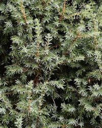 Juniperus - scopulorum?