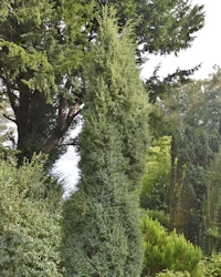 Juniperus