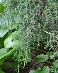 Juniperus recurva coxii