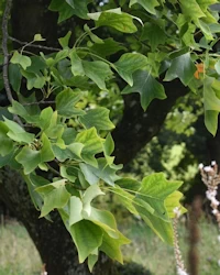 Liriodendron tulipifera