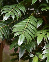 Mahonia japonica