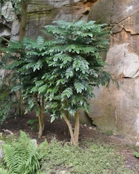 Mahonia japonica