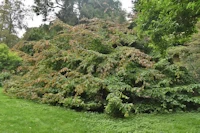Parrotia persica