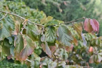 Parrotia persica