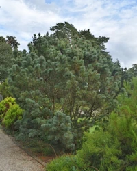 Pinus mugo pumilio glauca