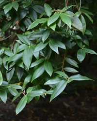 Rhododendron augustinii