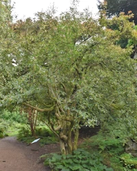 Rhododendron cinnebarinum