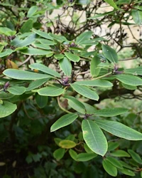 Rhododendron cinnebarinum