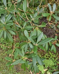 Rhododendron niveum