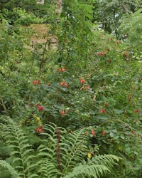 Rosa moyesii
