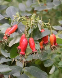 Rosa moyesii