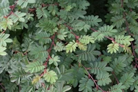 Rosa omeiensis