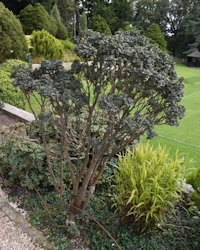 Salix boydii