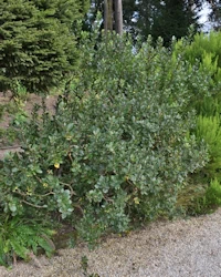 Salix hastata
