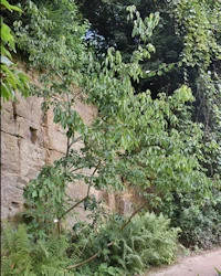Staphylea holocarpa