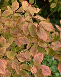 Stewartia pseudocamellia 