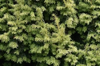 Taxus baccata aurea
