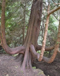 Thuja plicata