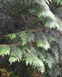 Thuja plicata