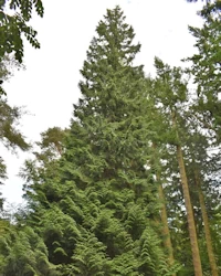 Thuja plicata