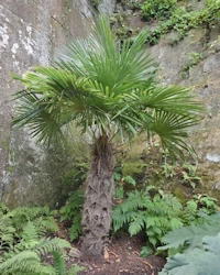 Trachycarpus fortunei