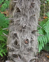 Trachycarpus fortunei