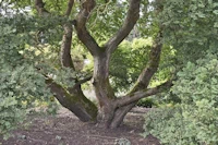 Ulmus hollandica